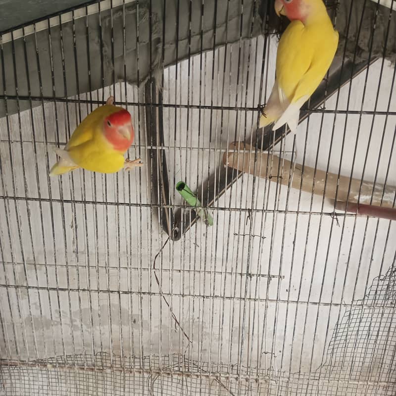 Love birds colony mix 38000/- 5