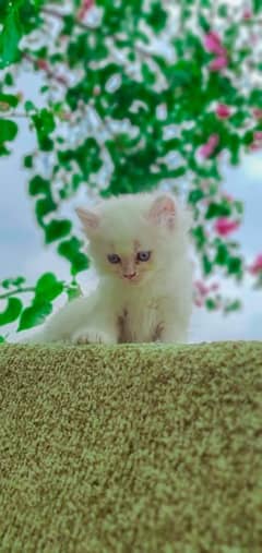 Persian white kitten Blue eyese triple coat