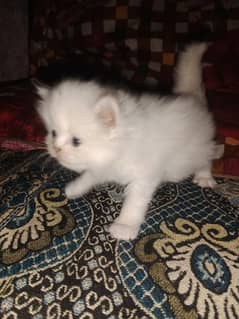 Punch face Persian kittens available healthy active triple coated
