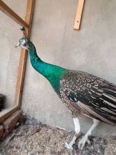 Peacock pair 0