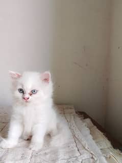 triple coated kitten for sale