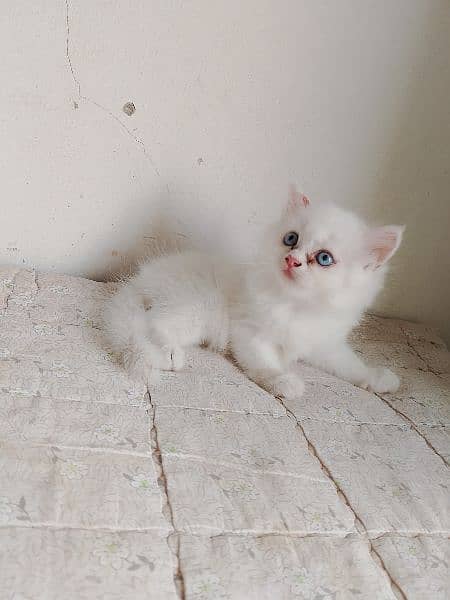 triple coated kitten for sale 1