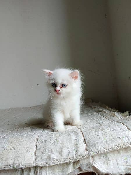triple coated kitten for sale 4