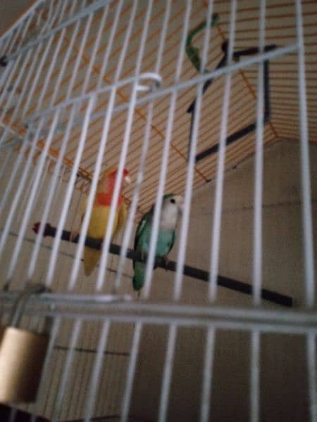 Lovebirds pair breeder big size pair  beautiful only call whatsap 0