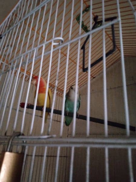 Lovebirds pair breeder big size pair  beautiful only call whatsap 1