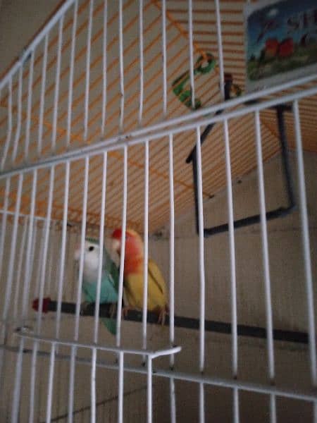 Lovebirds pair breeder big size pair  beautiful only call whatsap 2