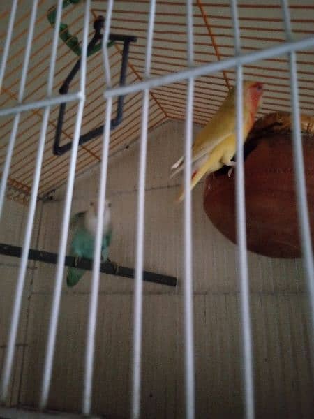 Lovebirds pair breeder big size pair  beautiful only call whatsap 3