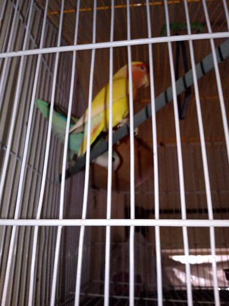 Lovebirds pair breeder big size pair  beautiful only call whatsap 7