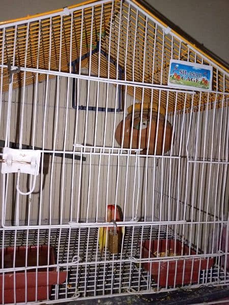 Lovebirds pair breeder big size pair  beautiful only call whatsap 11