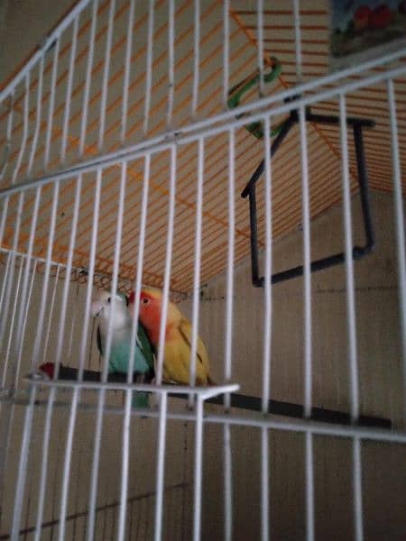 Lovebirds pair breeder big size pair  beautiful only call whatsap 19