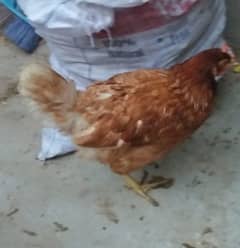 Lohman Brown egg laying hens for Sale.