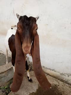 patery bakri for sale