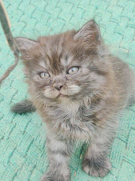 2 white and 1 gray black male and 1 white female kitten 1