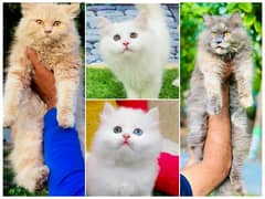 Persian Punch face triple coat cat Kitten 0