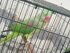 Raw parrots for sale Breeder pair