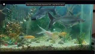Pair of Blue Line Sharks Aquarium Fish | only shark fish for sale