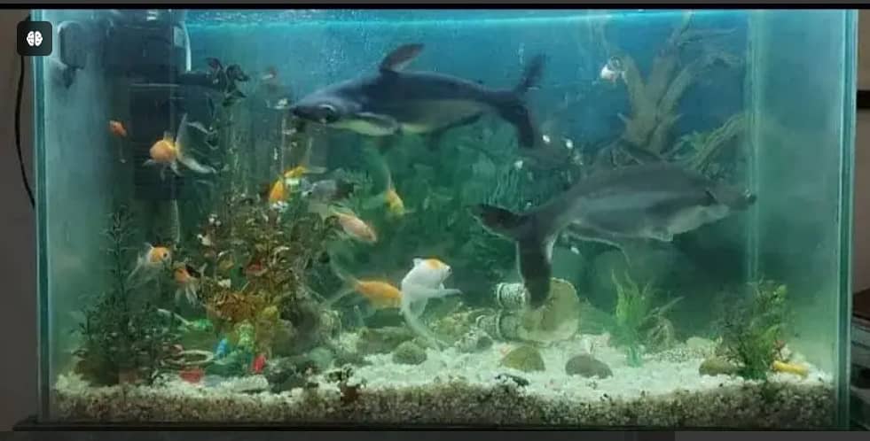 Pair of Blue Line Sharks Aquarium Fish | only shark fish for sale 4