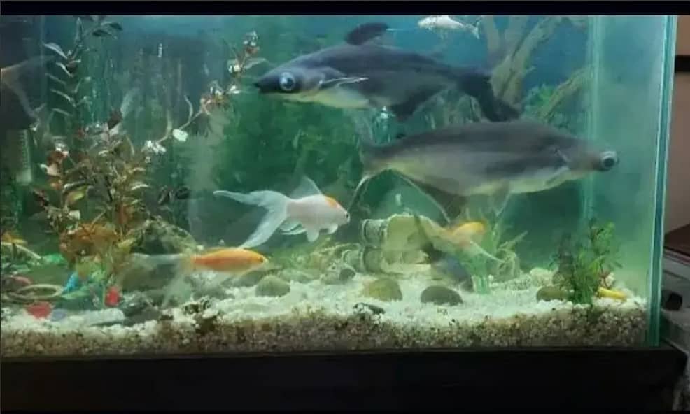Pair of Blue Line Sharks Aquarium Fish | only shark fish for sale 6