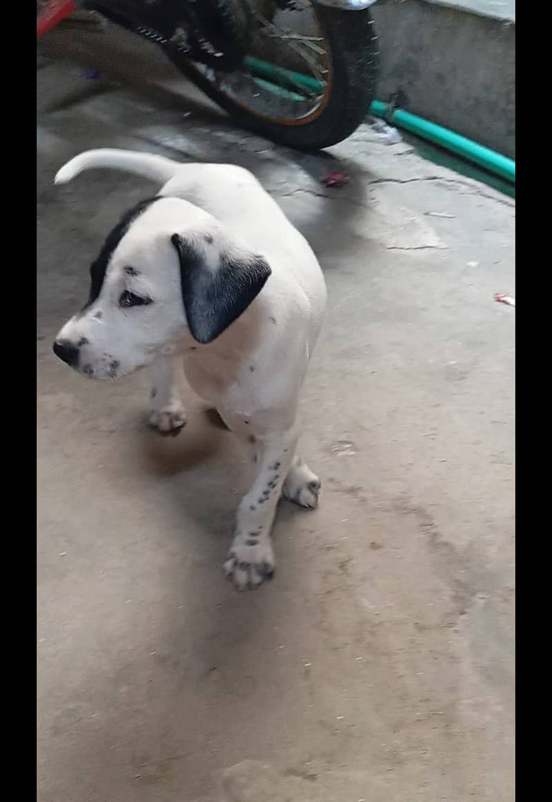 Dalmatian puppies for sale 2