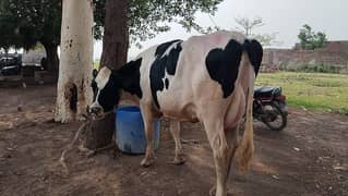 Pure Holstein Cow First timer 4teeth Milk 24L