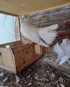 lucky pigeons pairs, kabotar