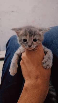 Cute Persian Kittens Mixed Breed