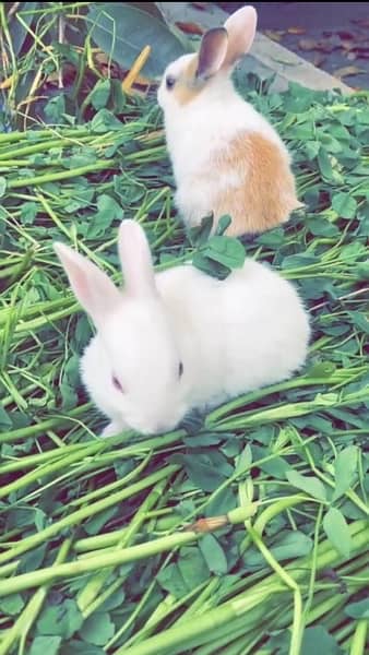 Male Female Rabbits available for sale 3 months age 1