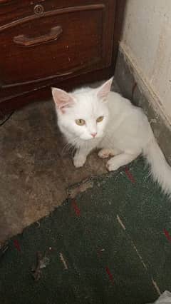 person female cat Dolly Face 03135030840