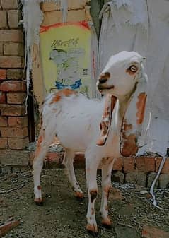 Rajn poori goats