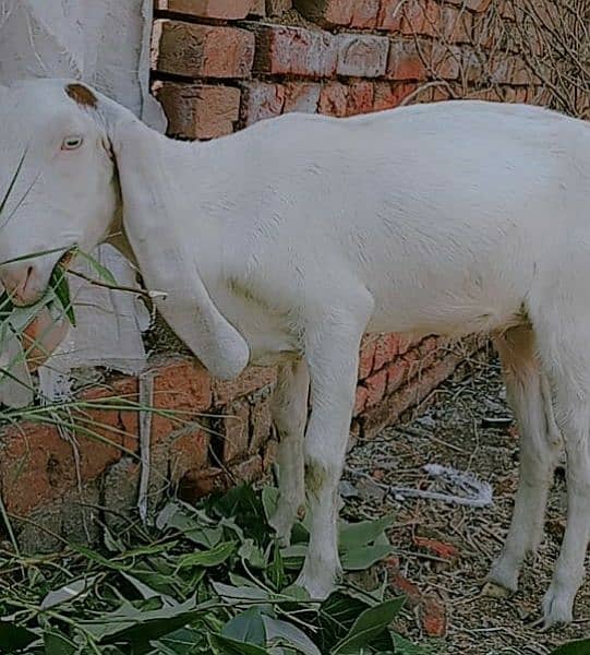 Rajn poori goats 1