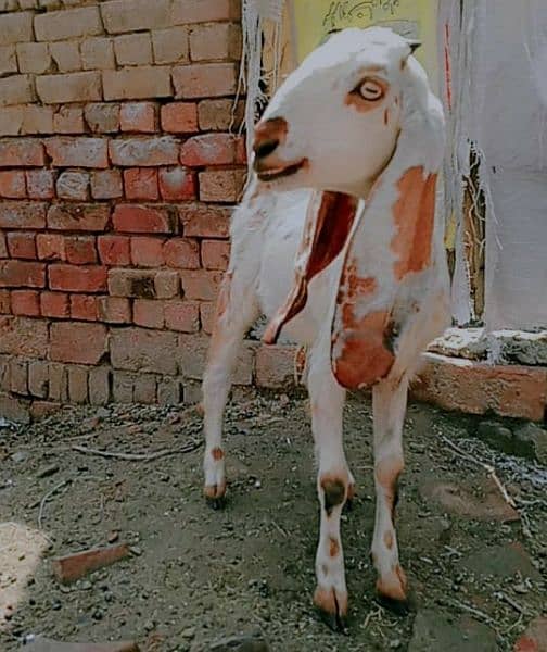 Rajn poori goats 2