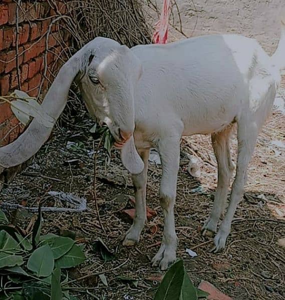 Rajn poori goats 3