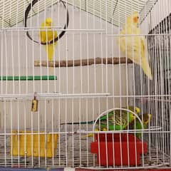 Budgies pair and singles for sale in Rawat