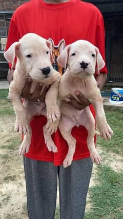 Dogo Argentino kcp pedigree puppies