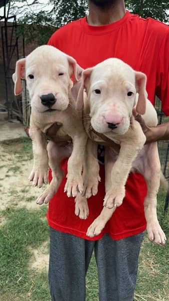 Dogo Argentino kcp pedigree puppies 1