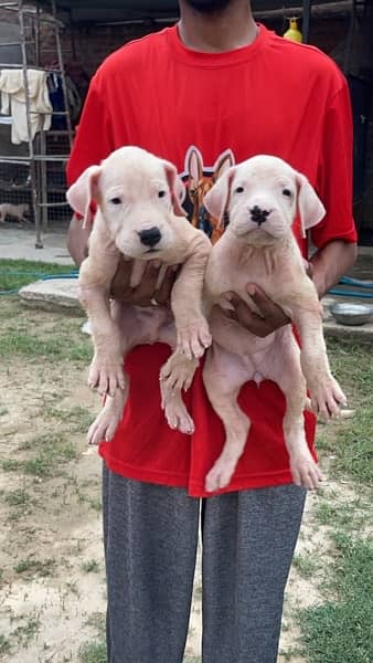 Dogo Argentino kcp pedigree puppies 2