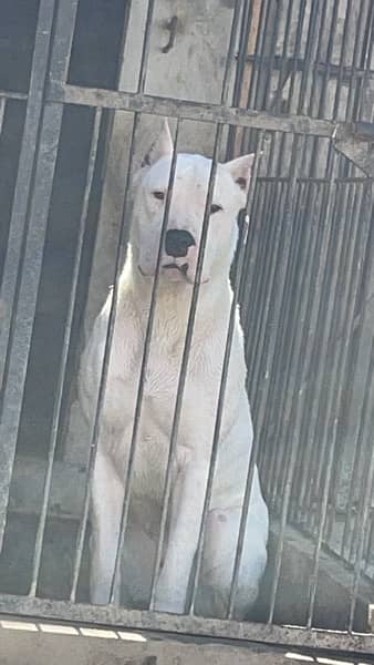Dogo Argentino kcp pedigree puppies 5