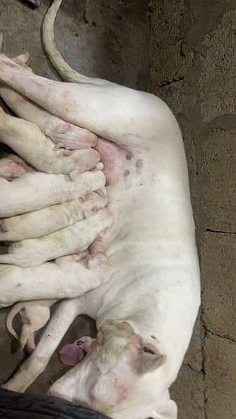 Dogo Argentino kcp pedigree puppies 6