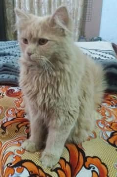 Persian Cat for sale agr koi free lena chahta hai to contact karen
