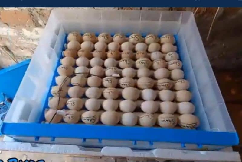 Incubator 140 Eggs 1