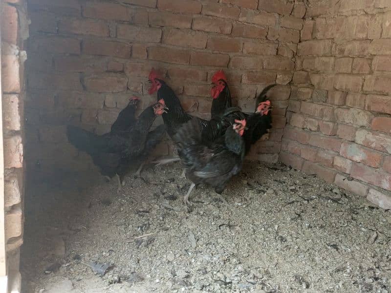 Australorp  Home Bareed 4