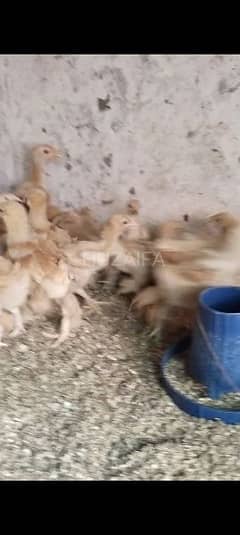 Golden buff 50 days chicks for sale. . .