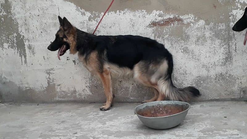 top quality long coat male german shepherd 9months 2