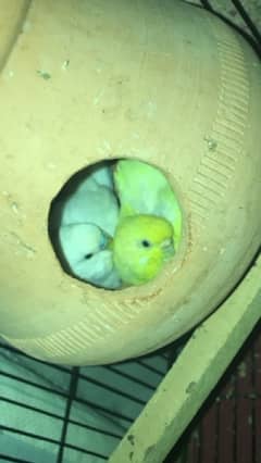 budgies breeder pair with self chicks australian parrots totay