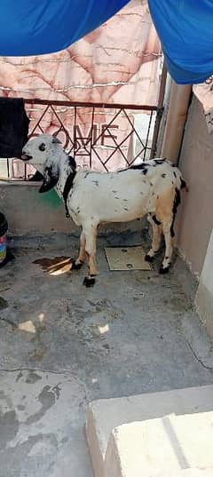 7 months Male goat 35k 0