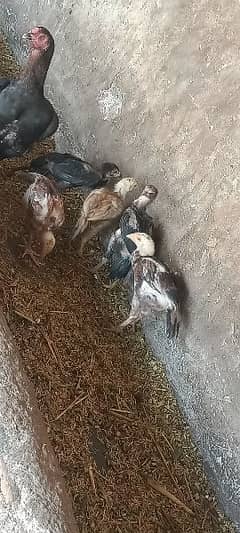 Barmi cross Birds with Hen best quality