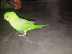 green talking parrot hand tame