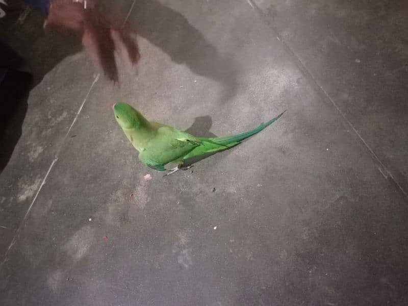 green talking parrot hand tame 1