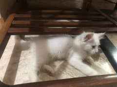 Persian male kitten Cat for sale
