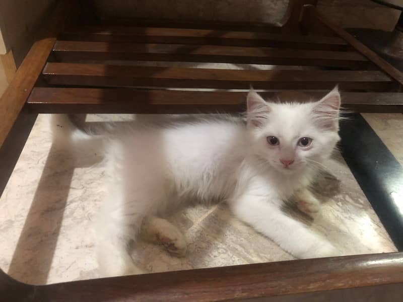 Persian male kitten Cat for sale 1
